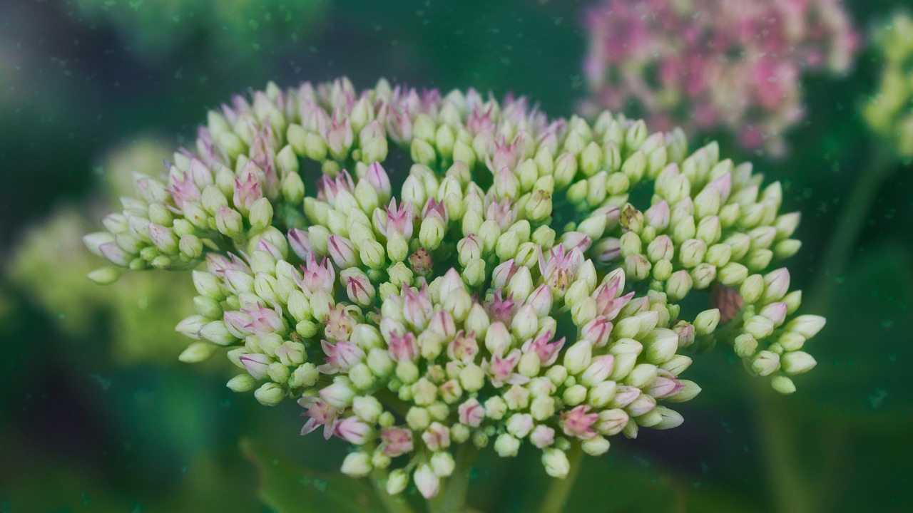 fat hen  flower  close up free photo