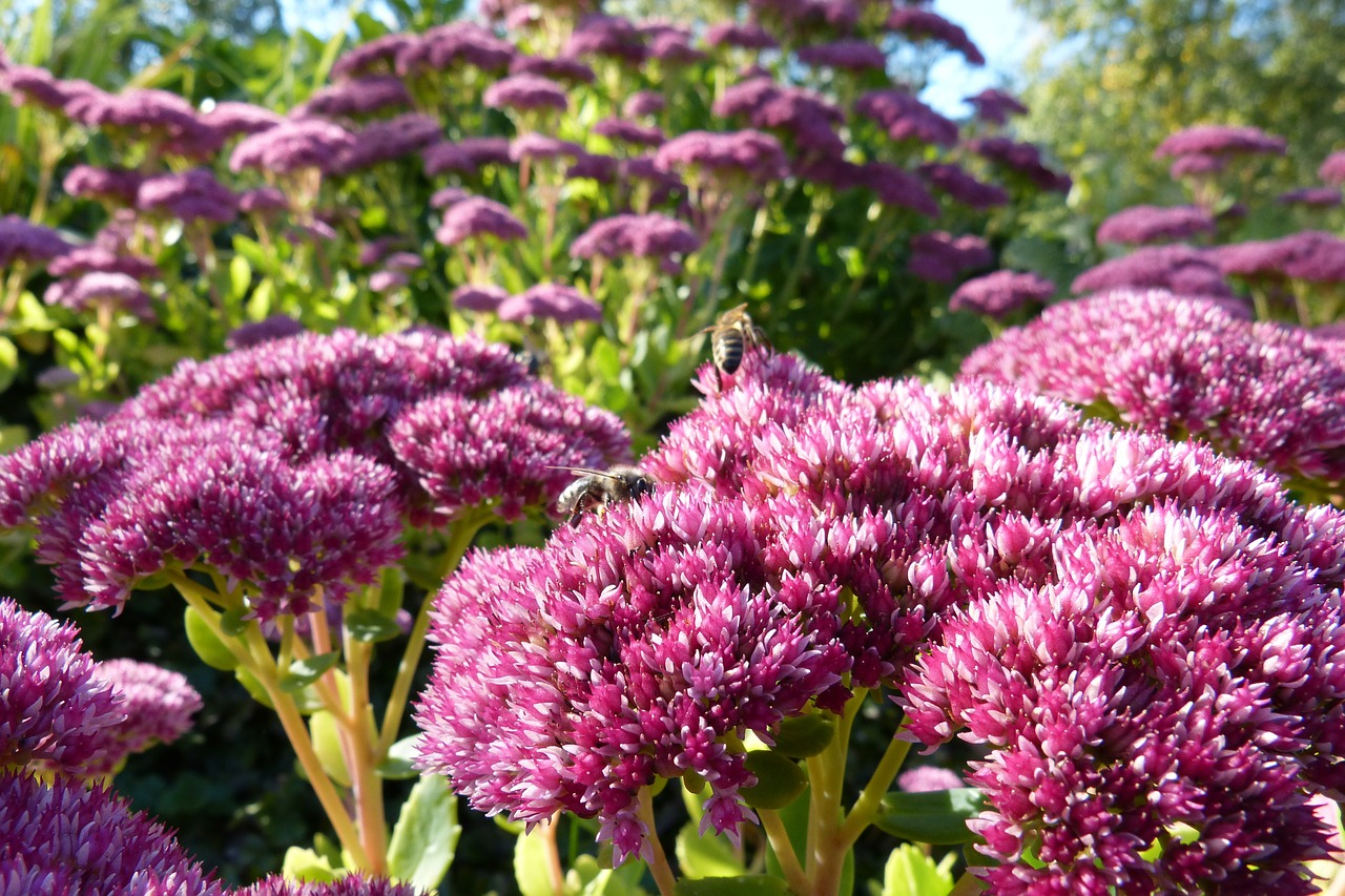 fat hen flower flowers free photo