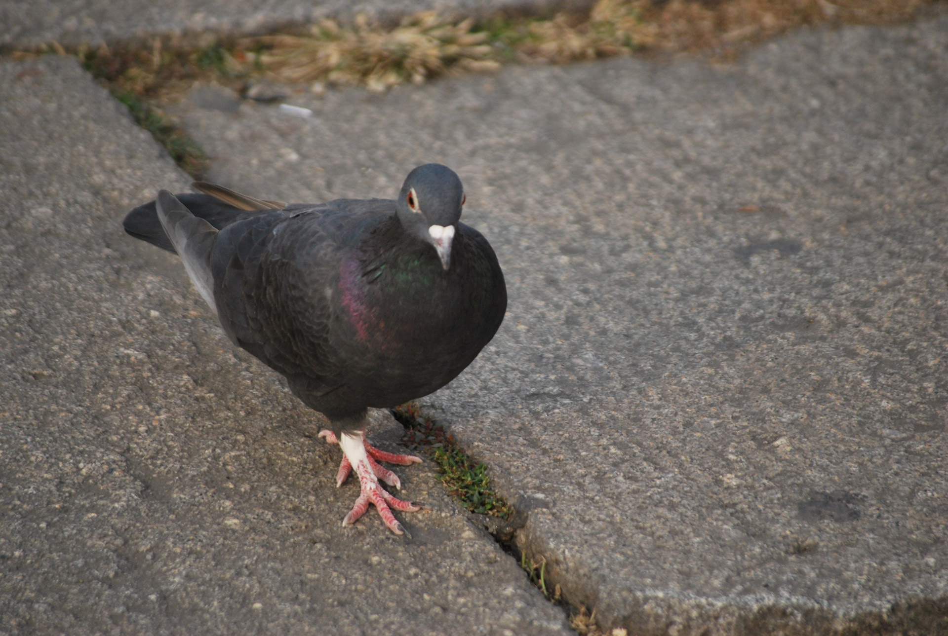 bird pigeon strut free photo