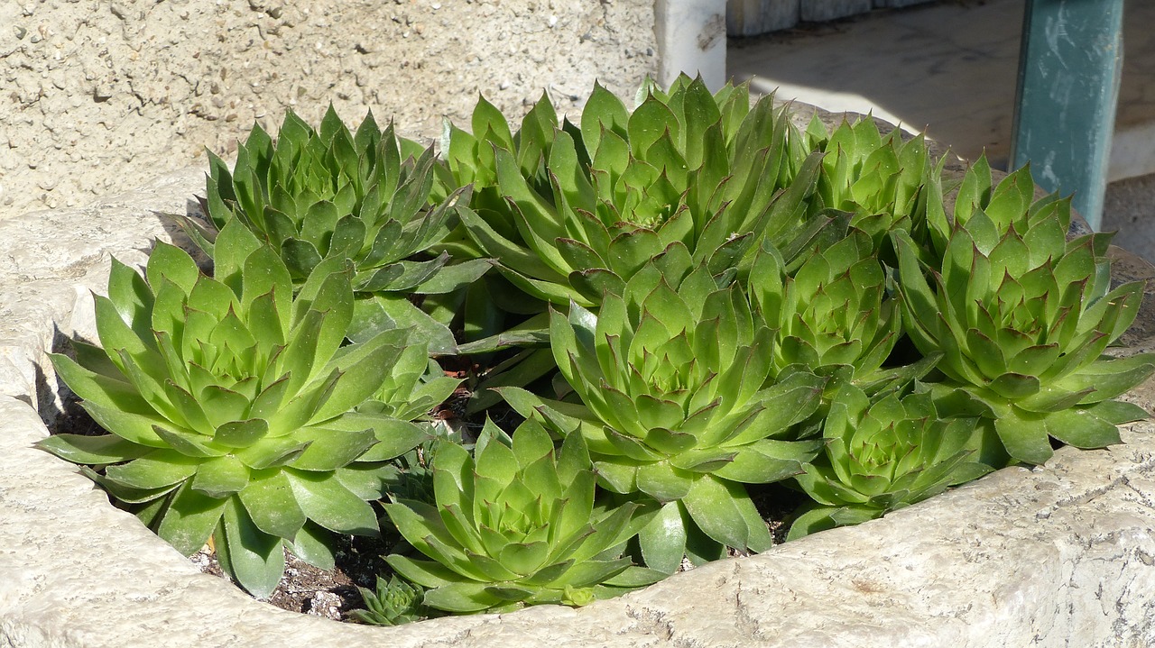 fat plants vase of stone composition free photo