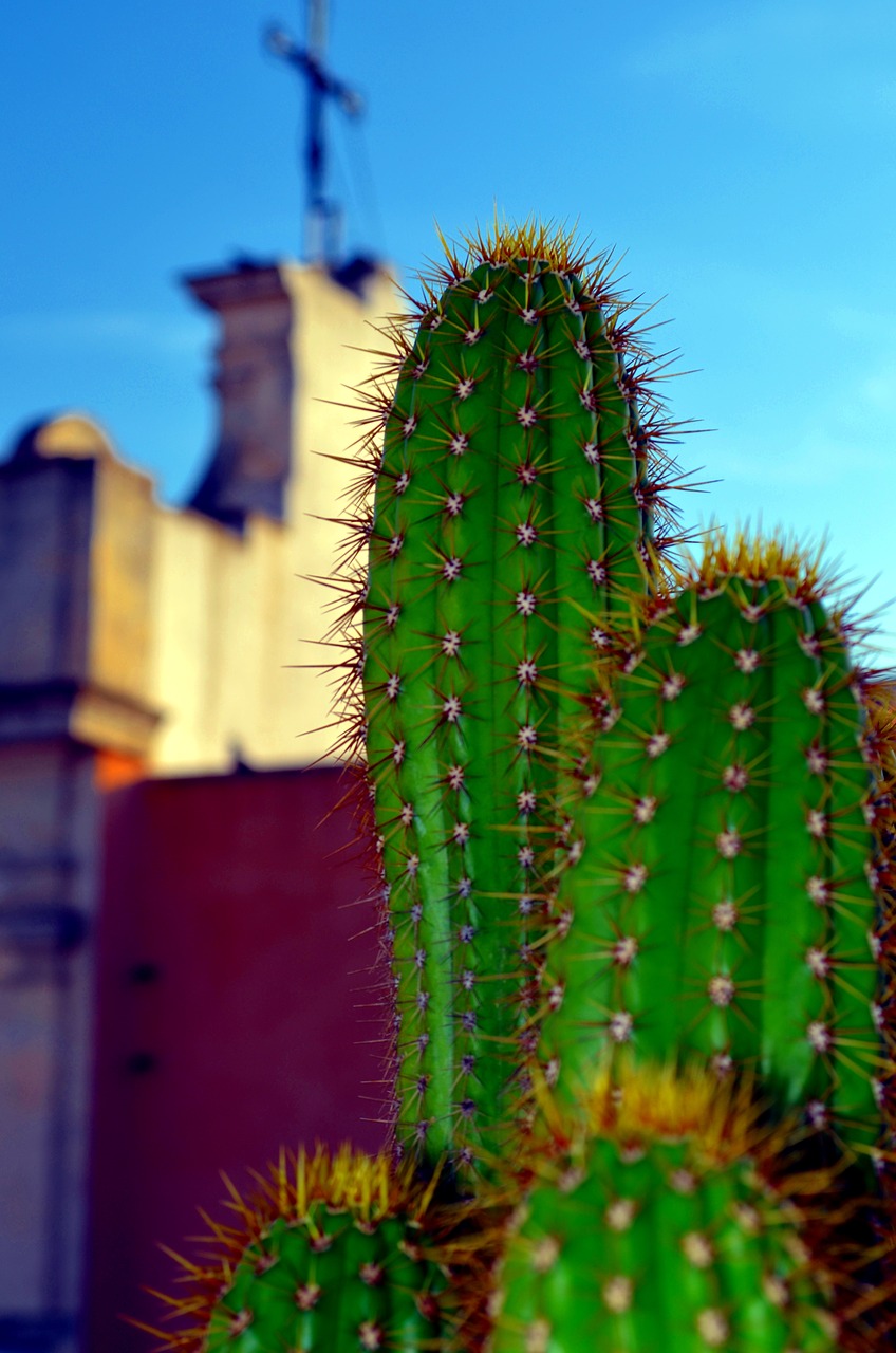fat plants church cactus free photo