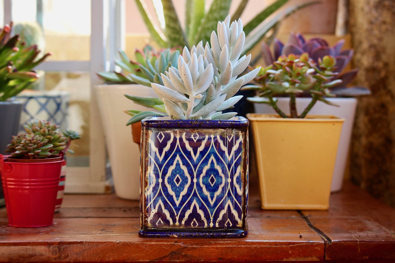fat plants terracotta pots ceramic vases free photo