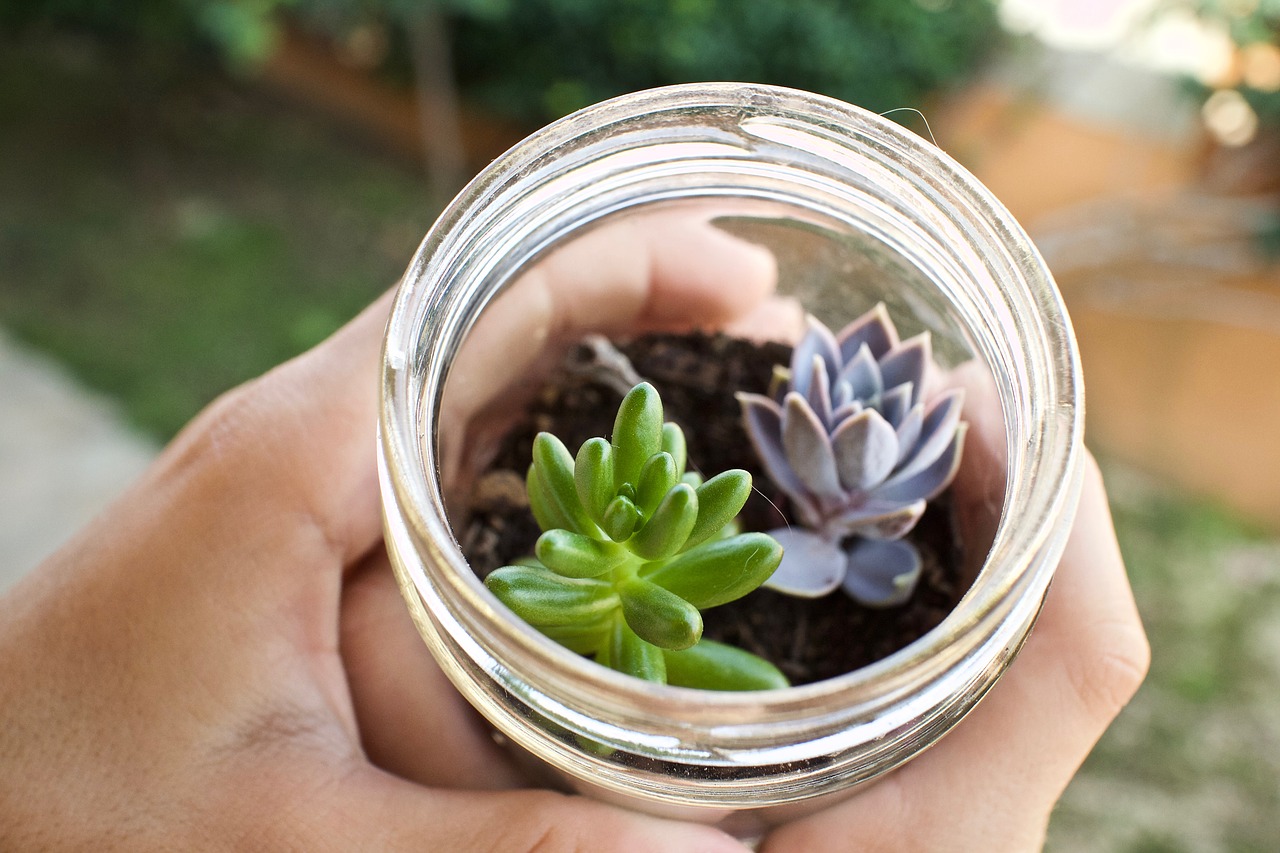 fat plants  glass jar  cactus free photo