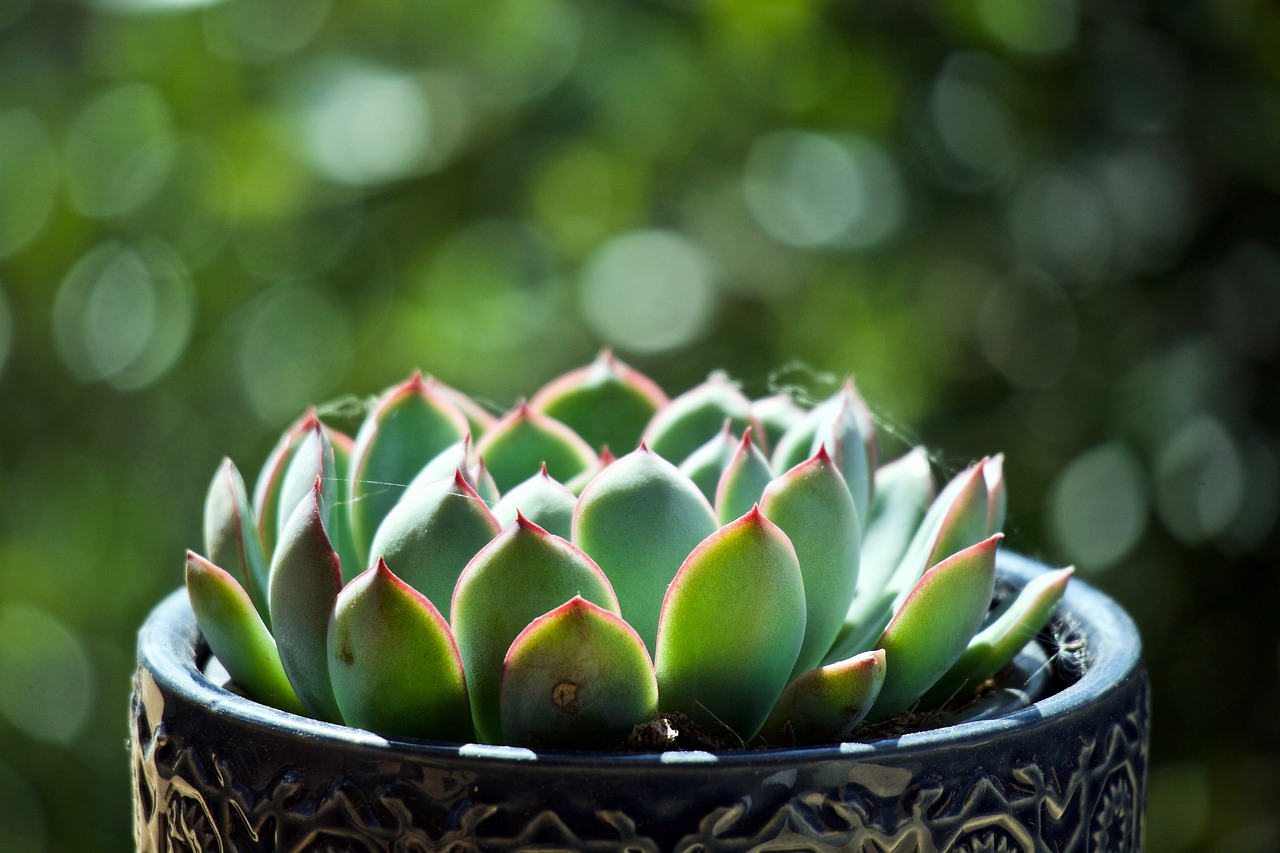 fat plants  vases  terracotta free photo