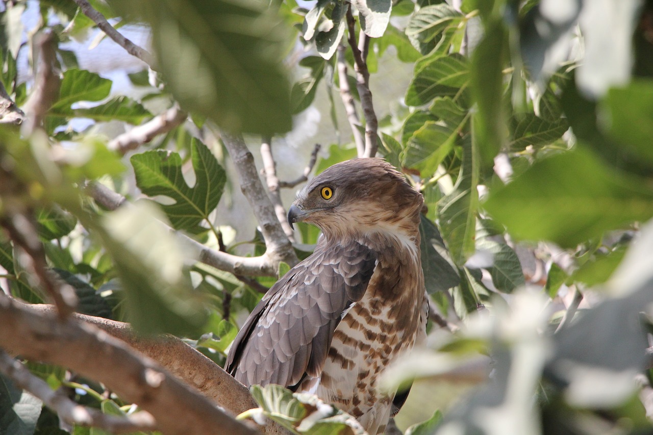 faucon  oiseau  nature free photo