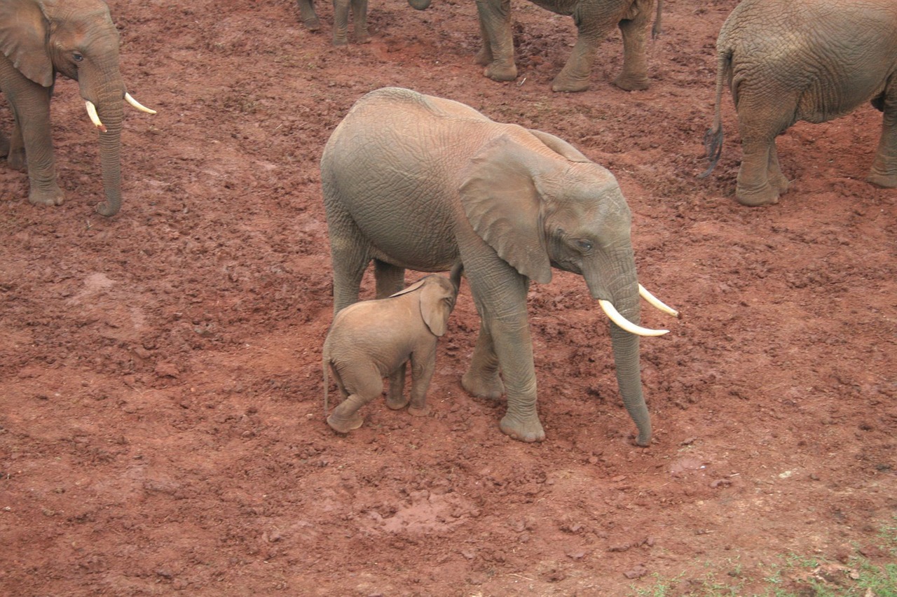 elefant family fauna free photo