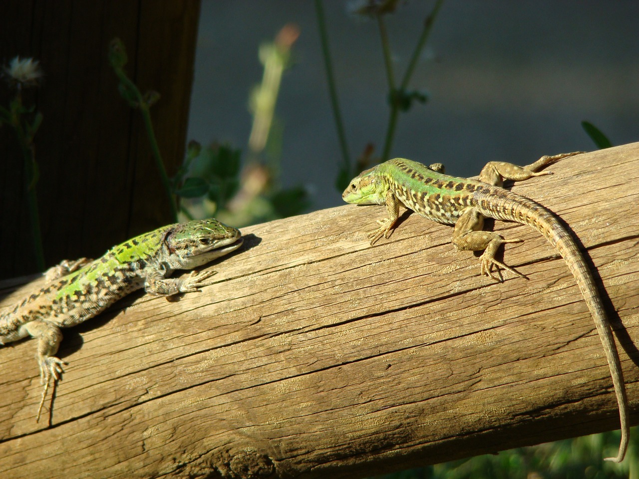fauna lizard reptile free photo