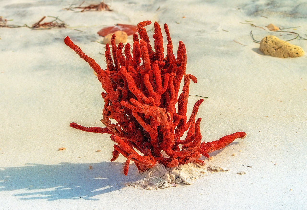 Beach,sea sponge,nature,sand,fauna - free image from needpix.com