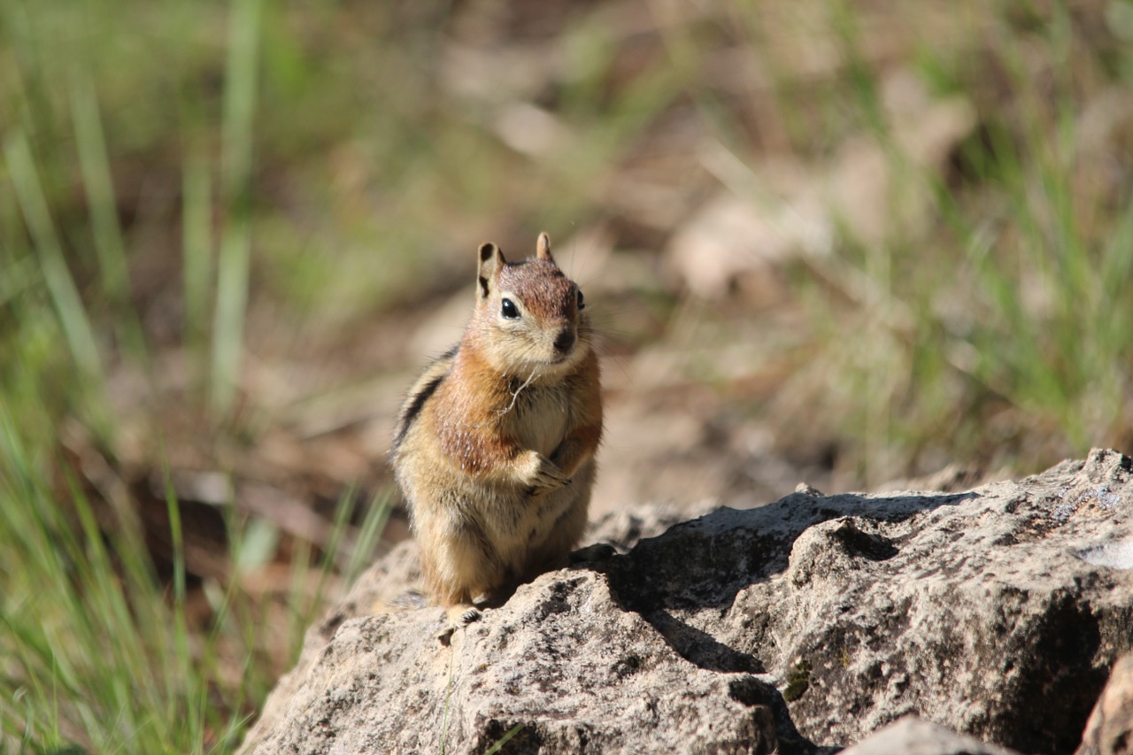 squirrel flagstaff az free photo