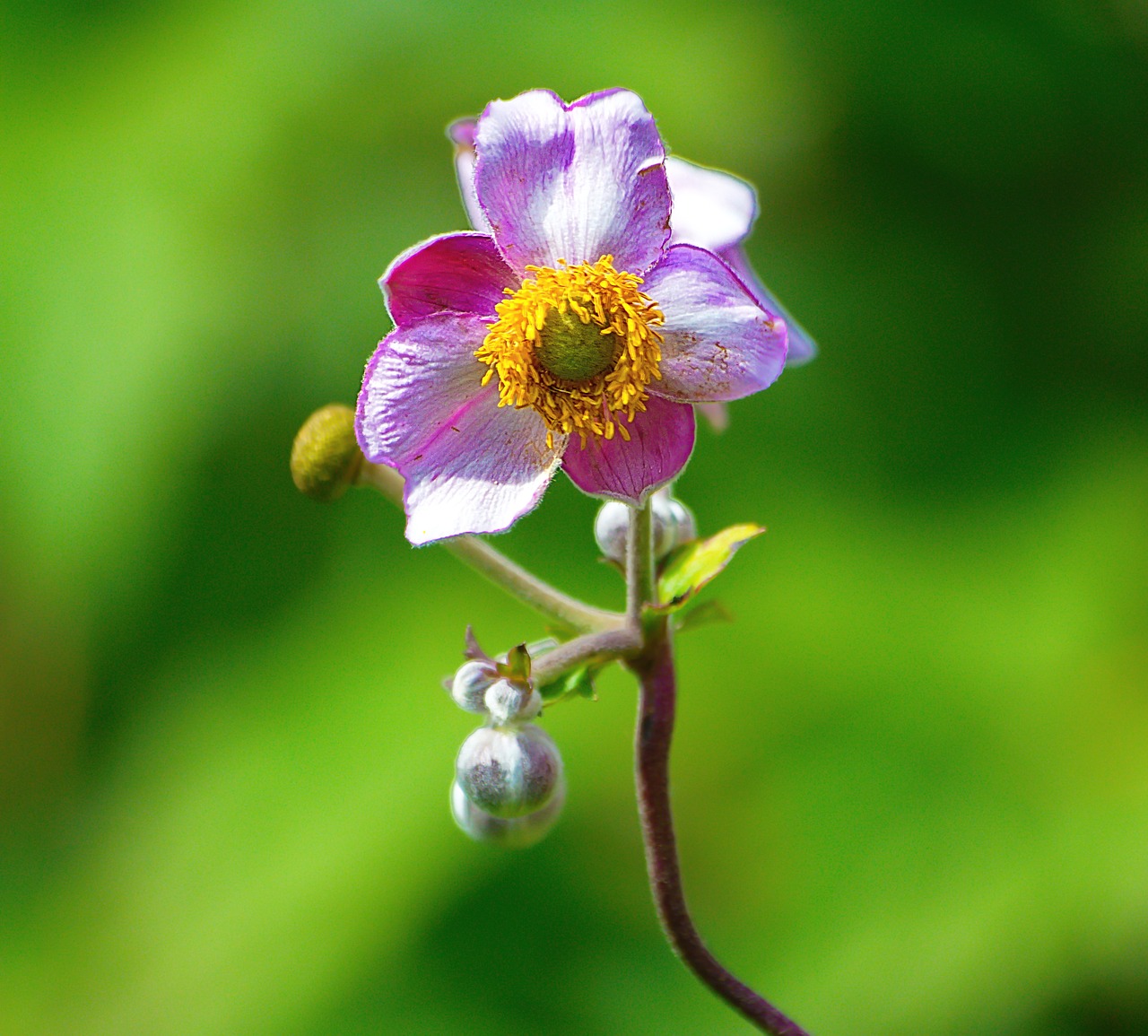 fauna flower insect free photo