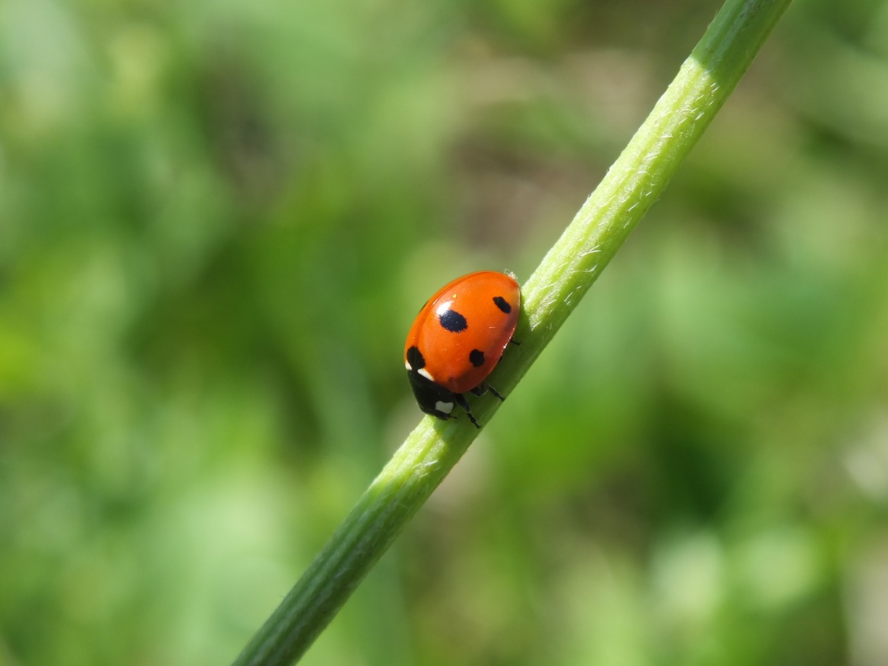 fauna ladybug red free photo