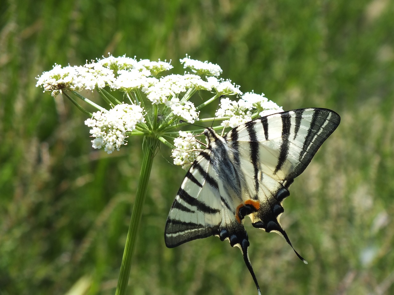 fauna butterfly monarch free photo
