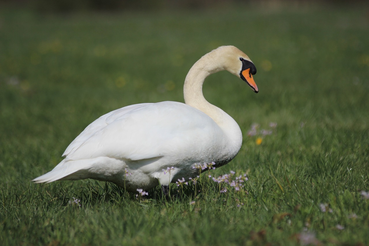 fauna animal swan free photo