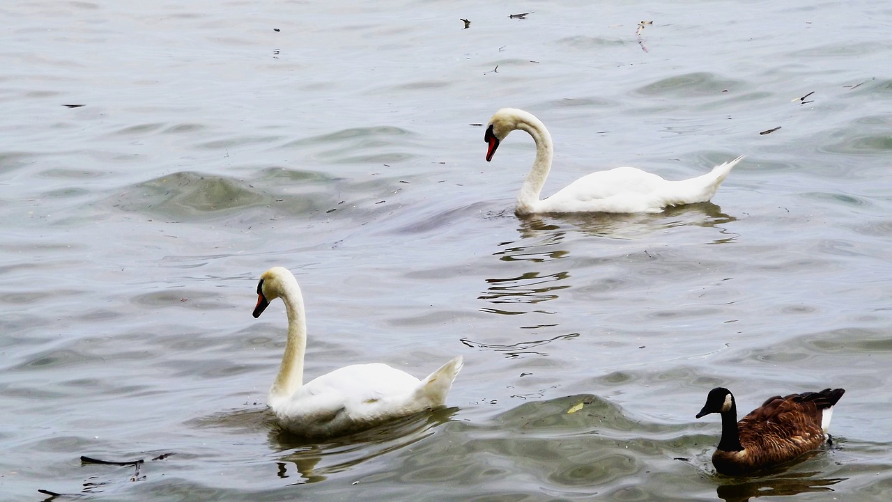 fauna birds swans free photo