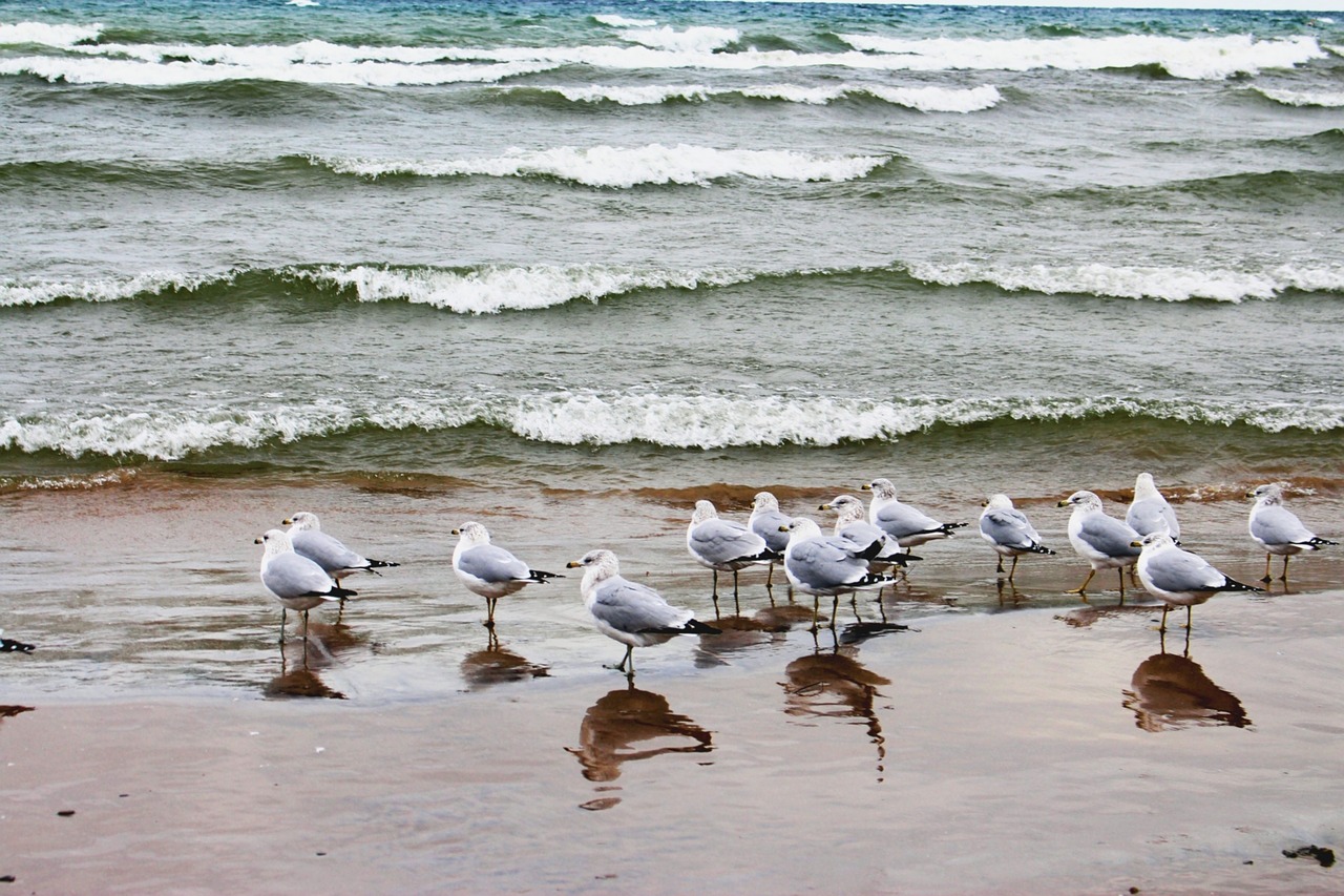 fauna birds the seagulls free photo