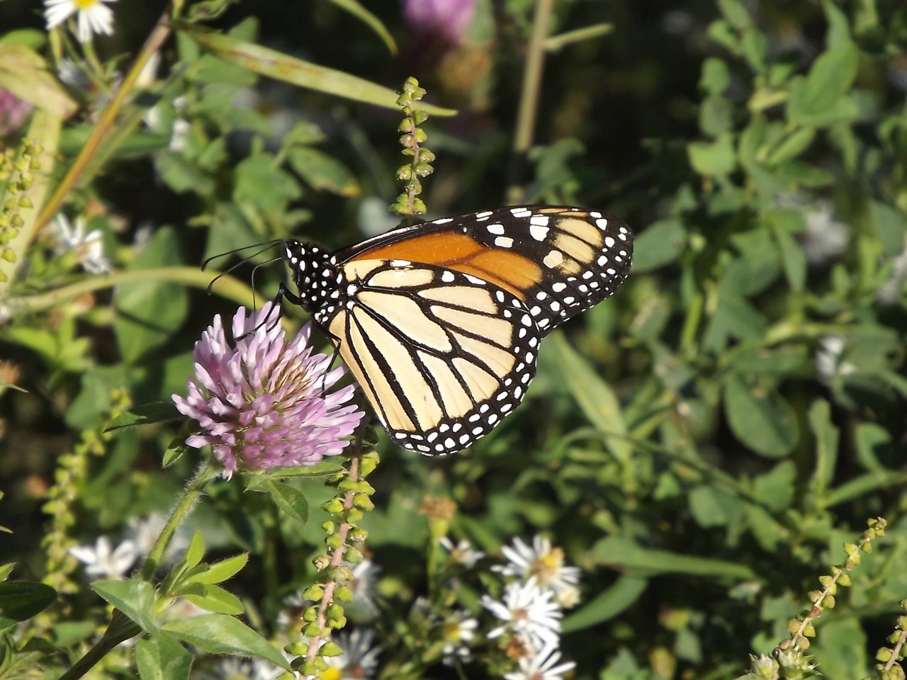 fauna butterfly summer free photo