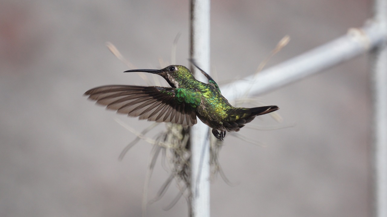 fauna ave hummingbird free photo