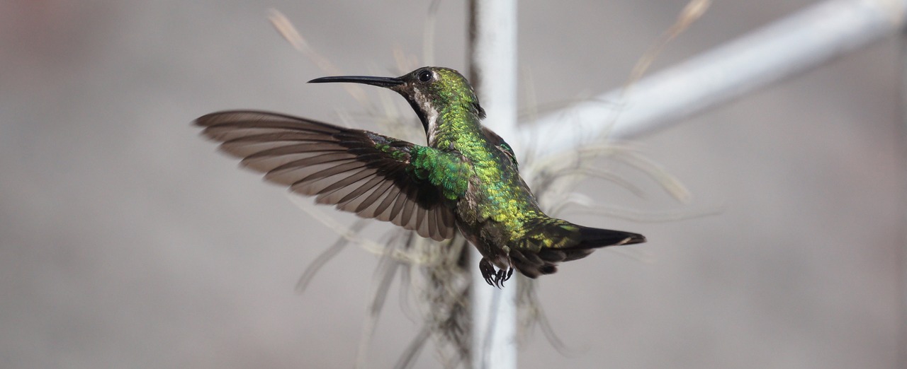 fauna ave hummingbird free photo