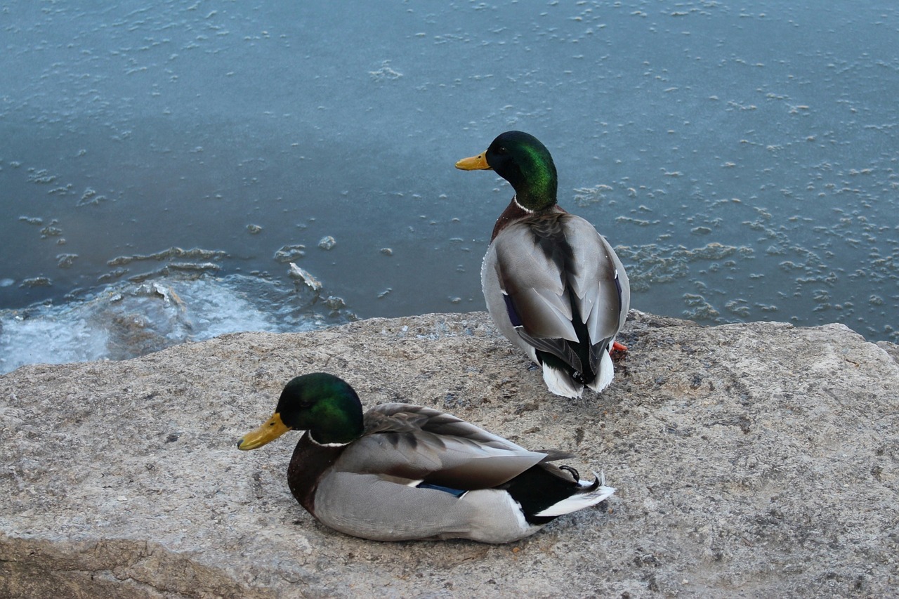 fauna wild birds mallard duck free photo