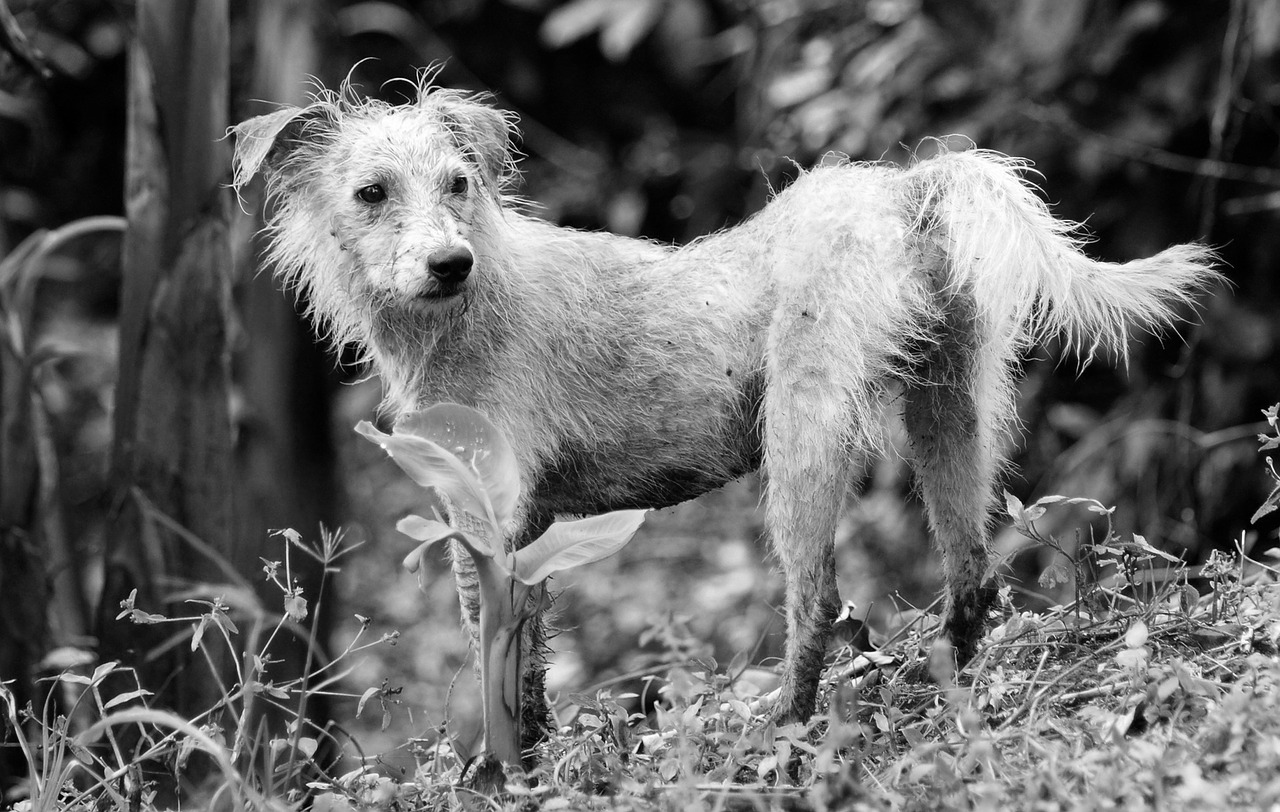 Fauna,animal,dog,pet,black and white - free image from needpix.com