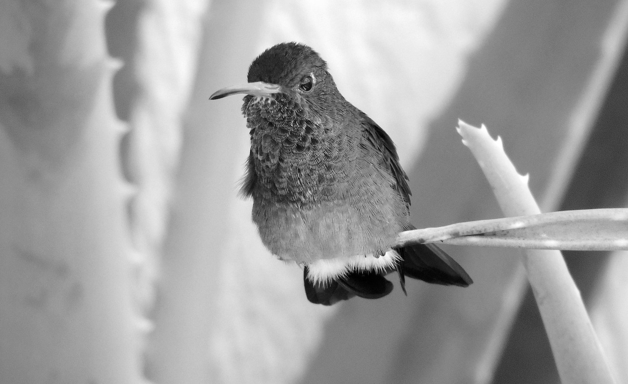 fauna bird black and white free photo