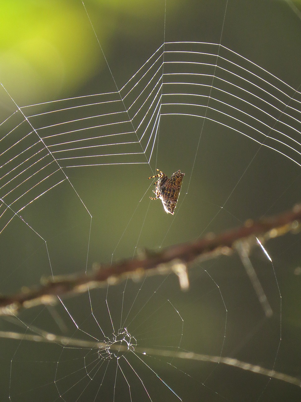 fauna web insect free photo