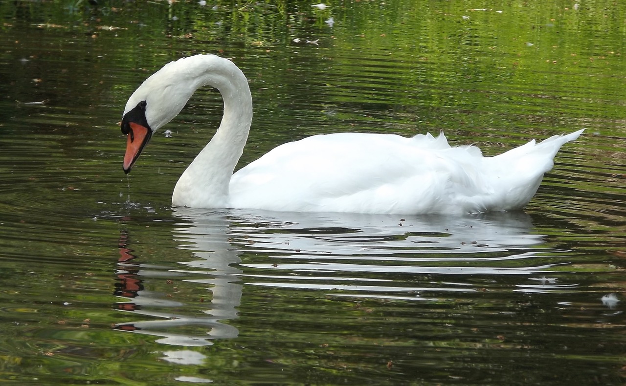 fauna bird wild birds free photo