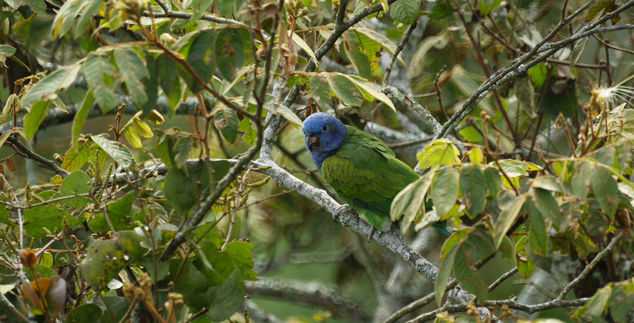 fauna ave parrot free photo