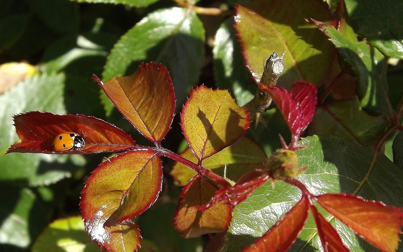 fauna ladybug foliage free photo