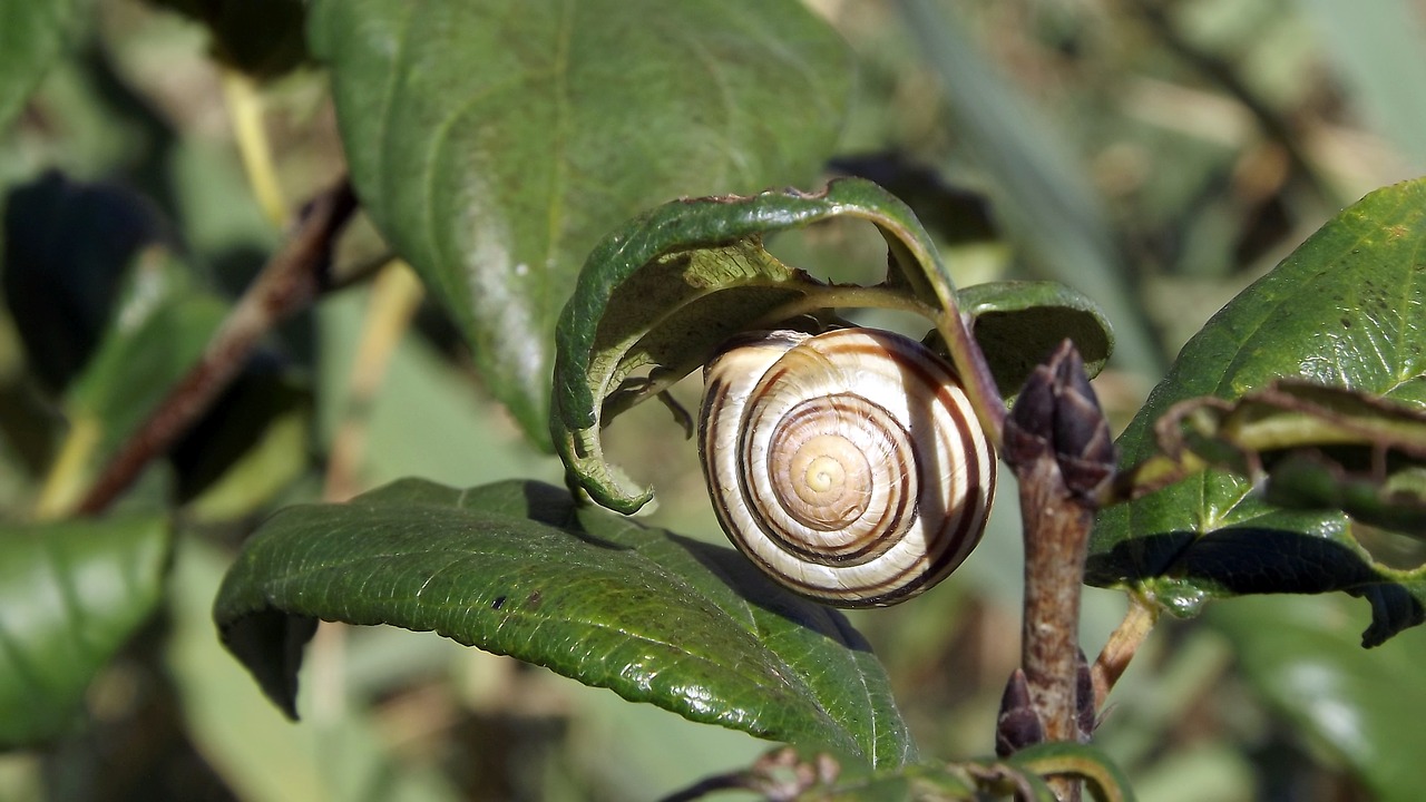 fauna snail plants free photo