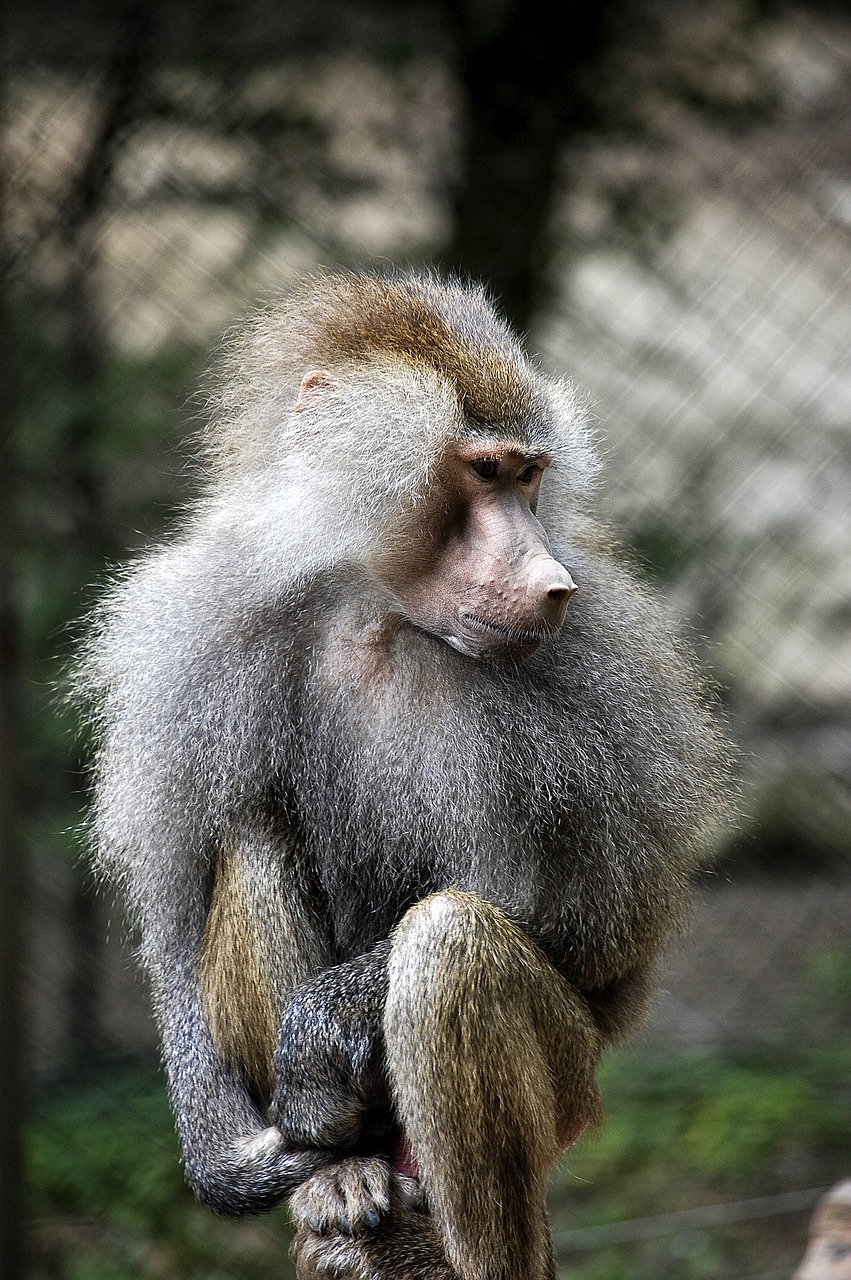 fauna primates apes free photo