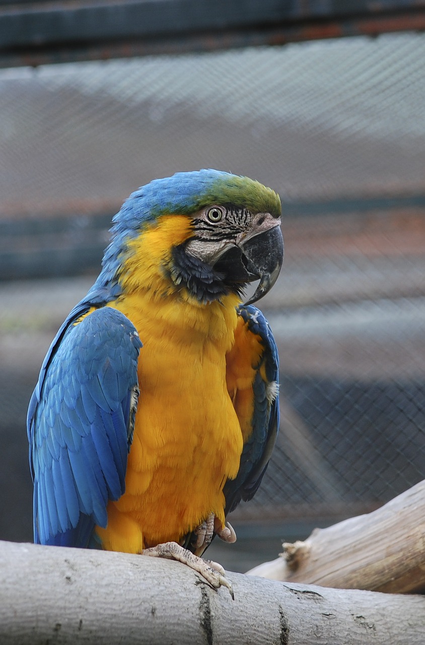 fauna birds parrot free photo