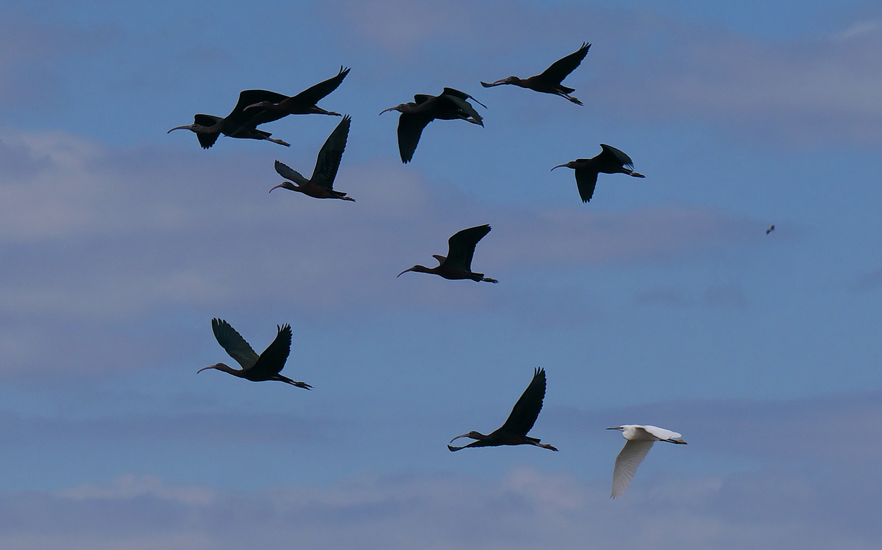 fauna birds flight free photo