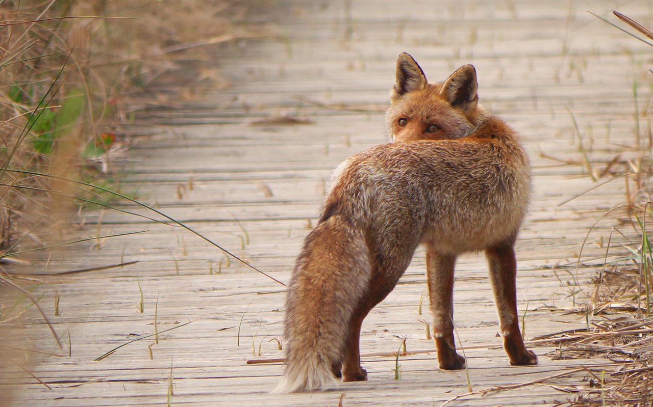 fauna predator fox free photo