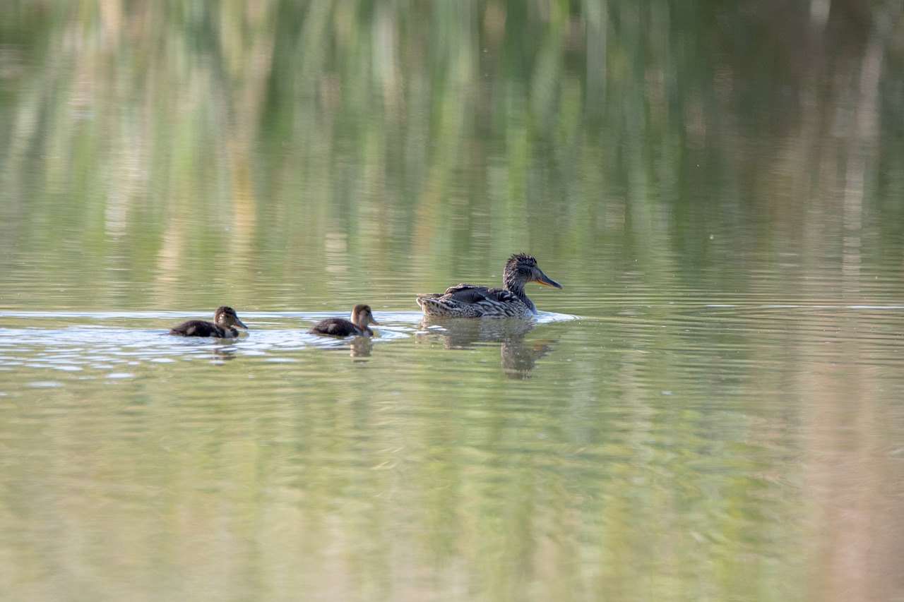 fauna  duck  birds free photo