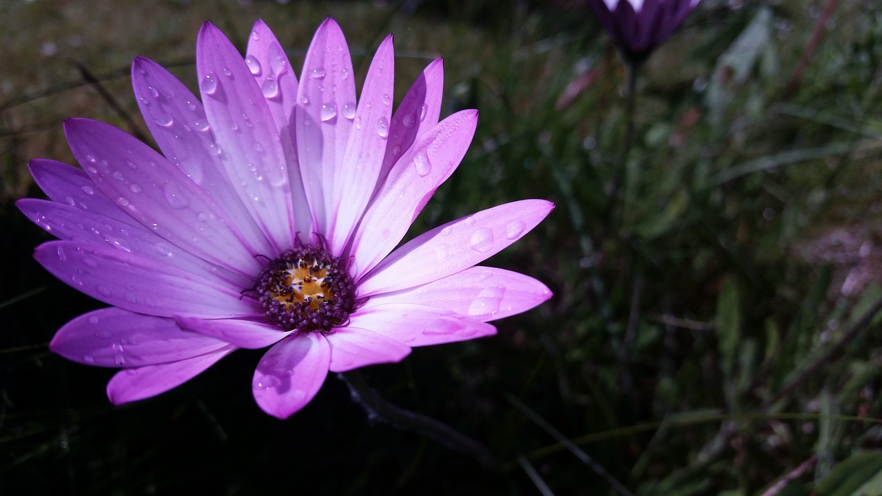 fauna  flower  droplets free photo