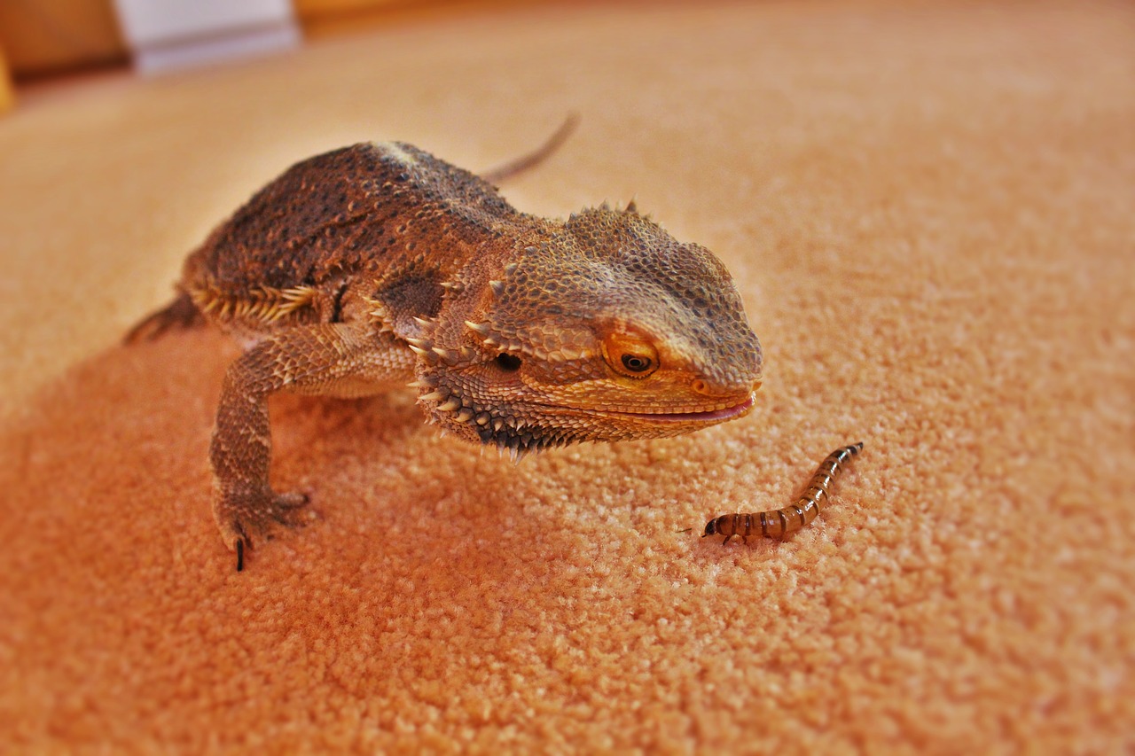 fauna  lizard  reptile free photo