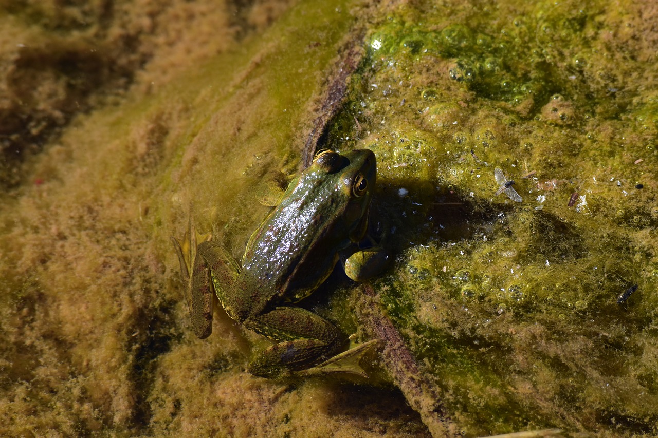 fauna  frog  nature free photo