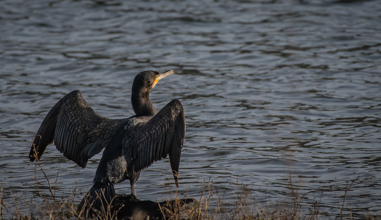 fauna  bird  water free photo