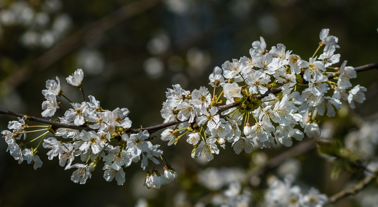 fauna  flower  may blossom free photo