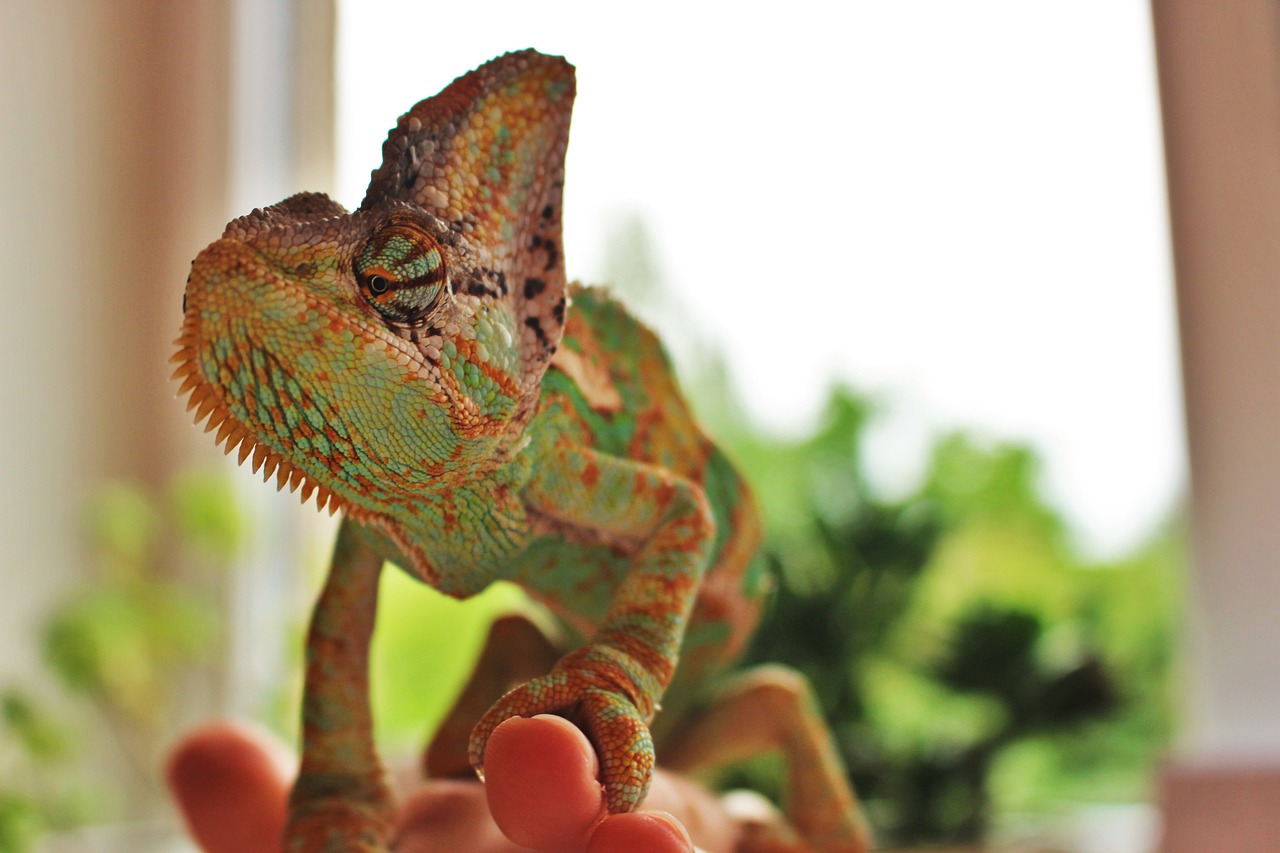 fauna  chameleon  animal free photo