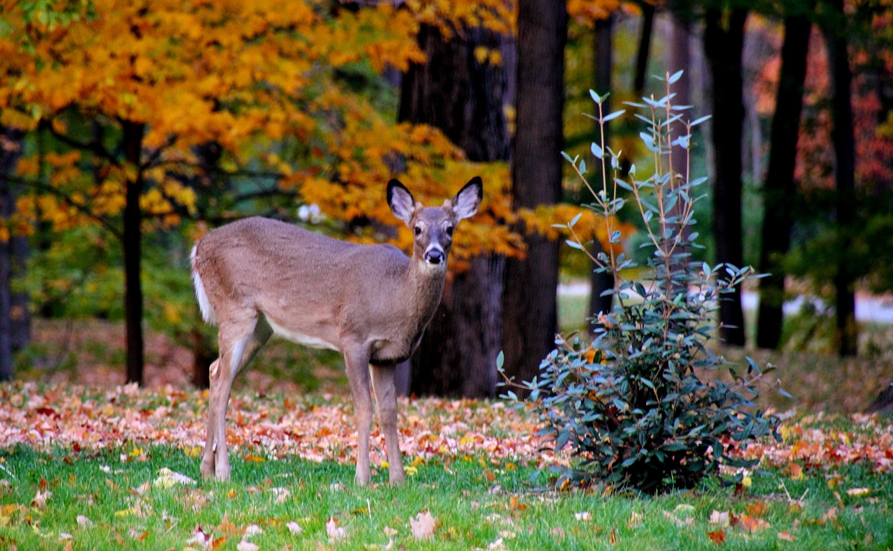 fauna deer fall free photo