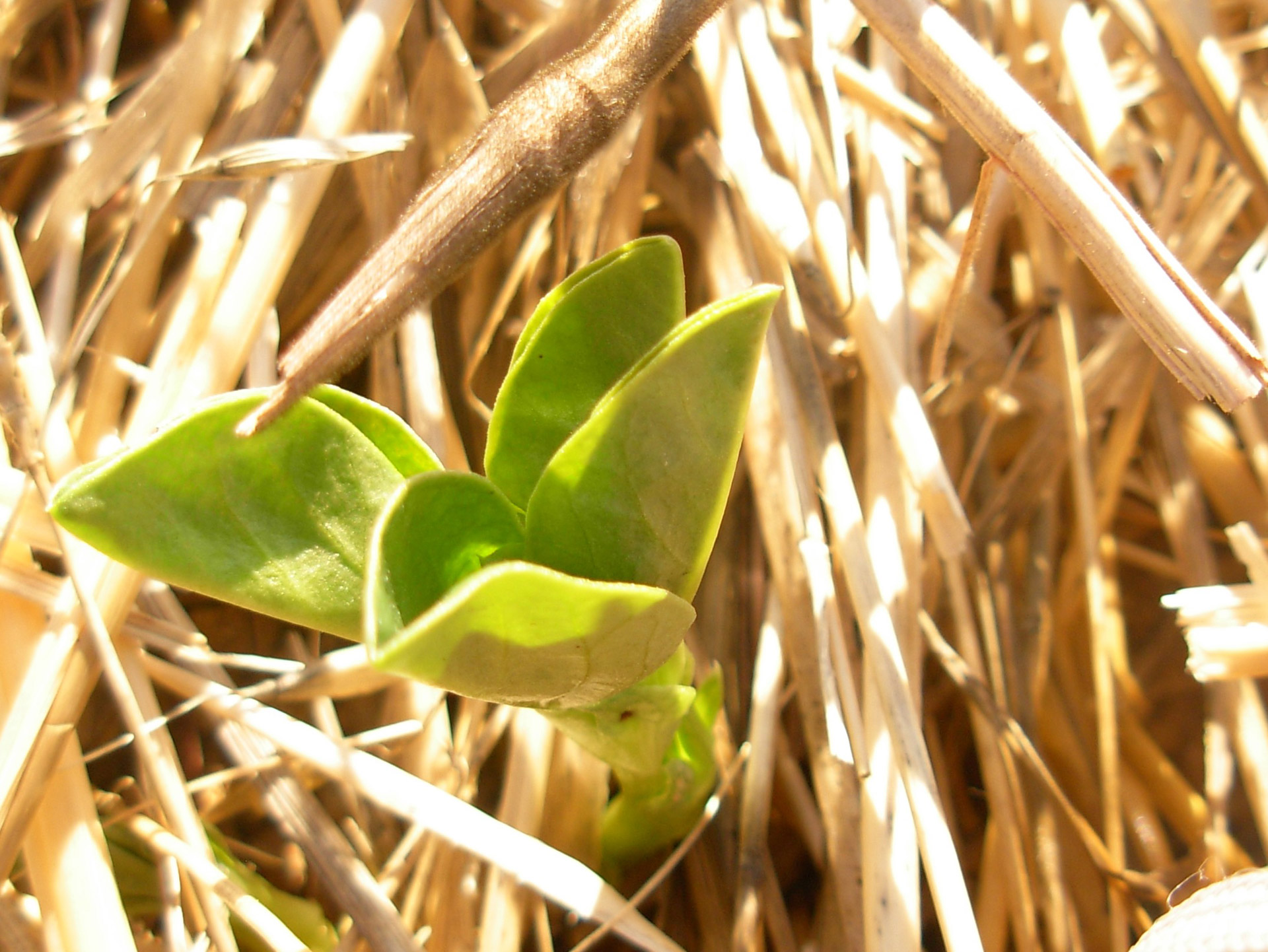 nature bud stone free photo