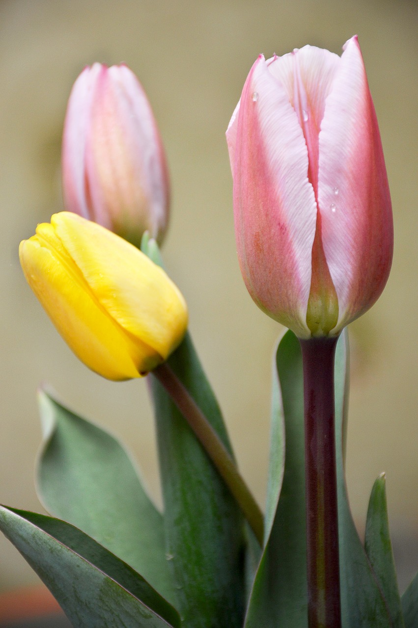 favorite  tulips  spring free photo