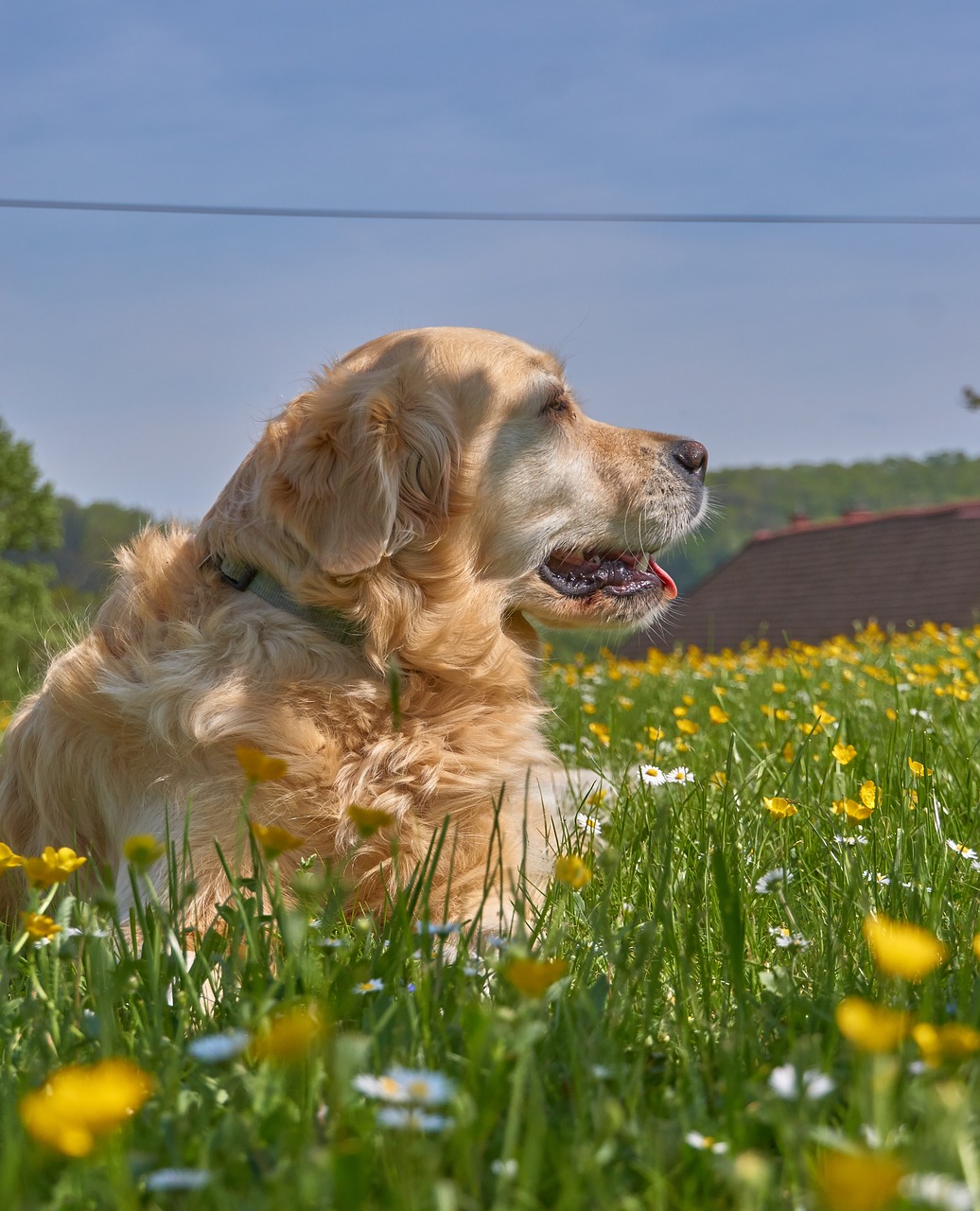 favorite animal  dog  garden free photo