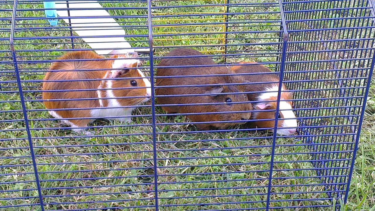 favourites guinea pig outdoors free photo