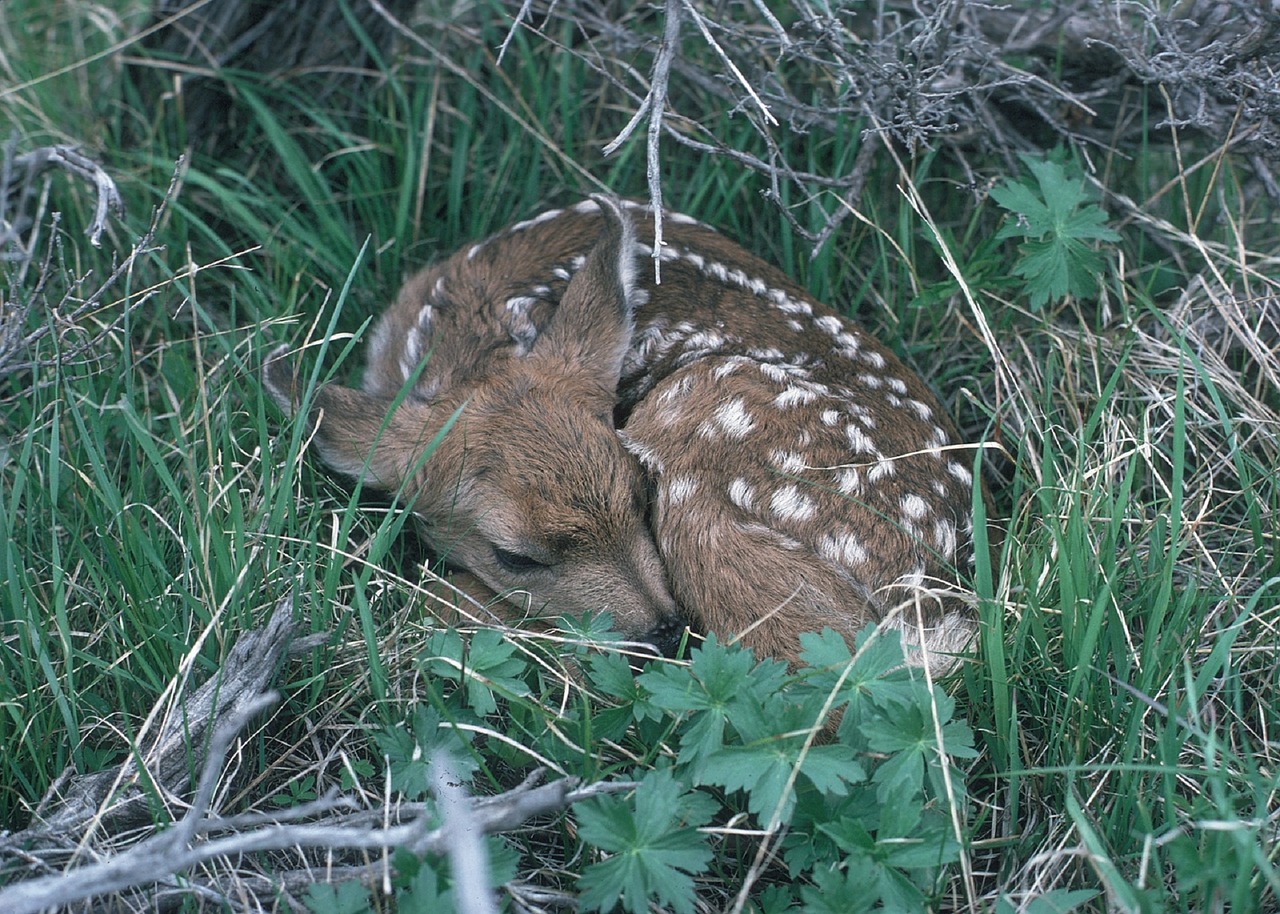 fawn deer baby free photo