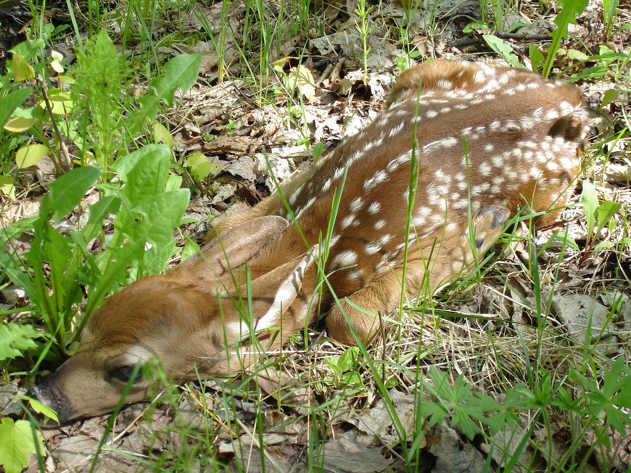 fawn deer small free photo