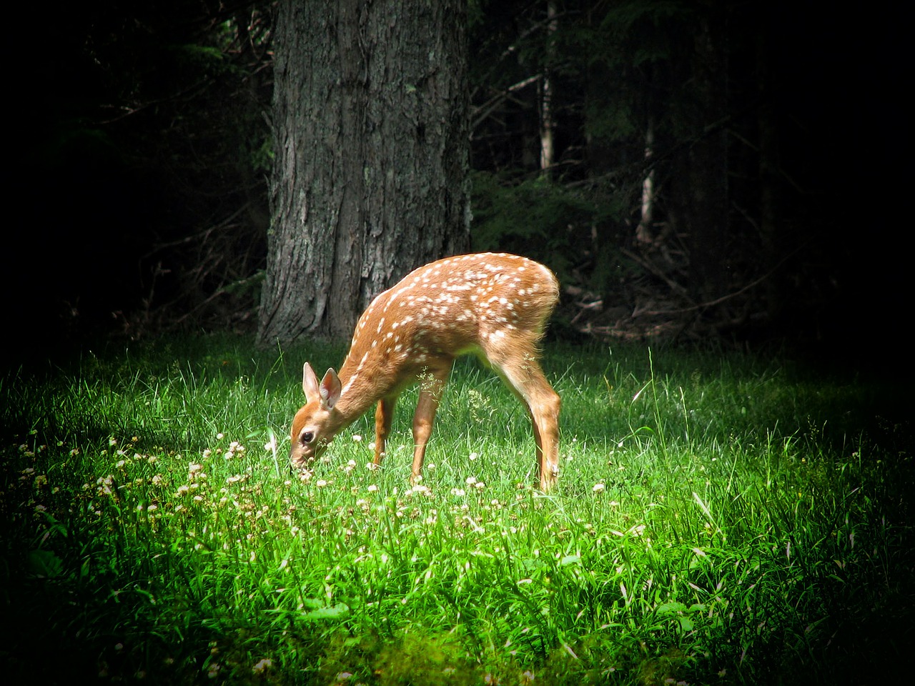 fawn deer forest free photo
