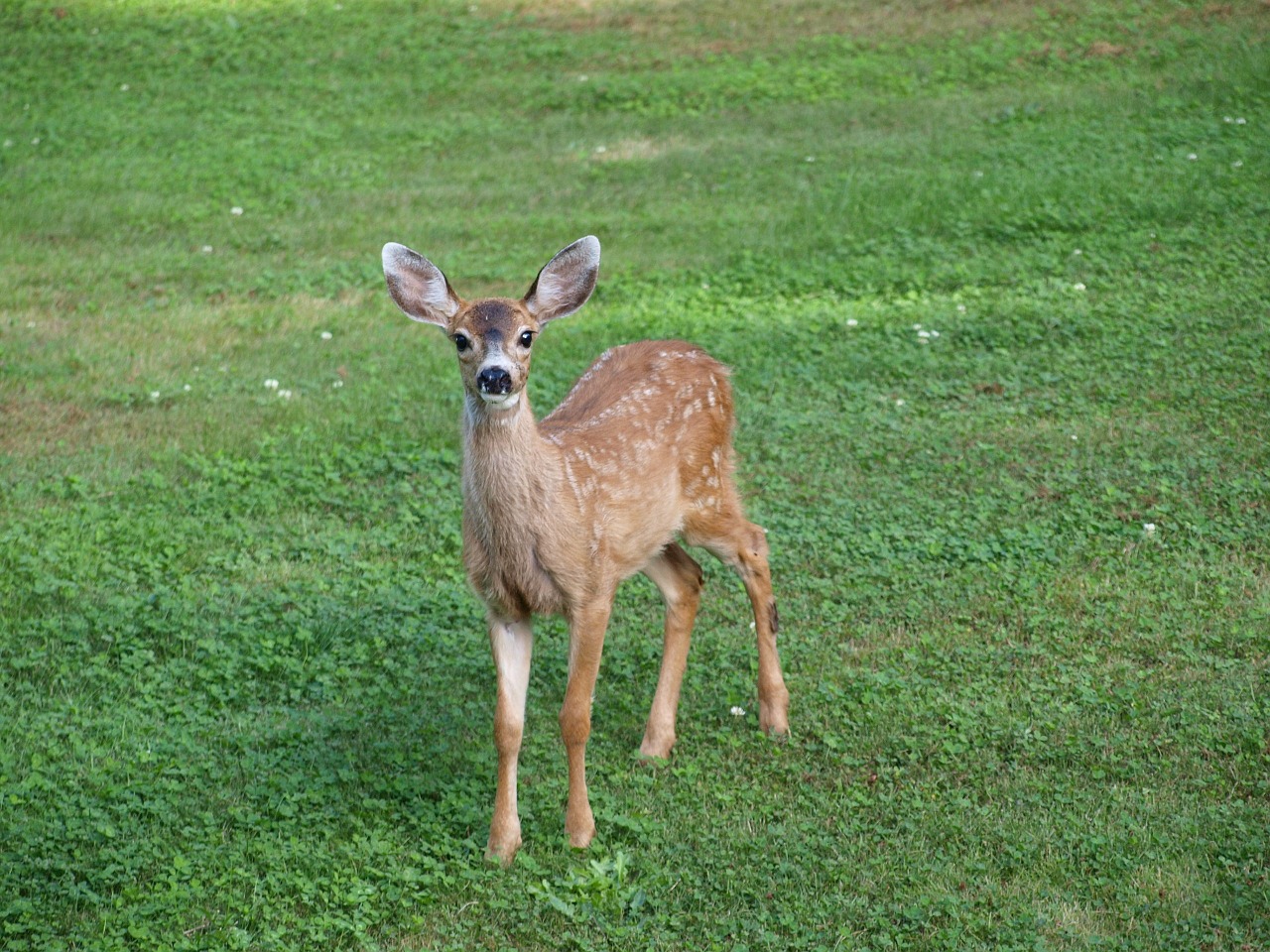 fawn deer baby free photo